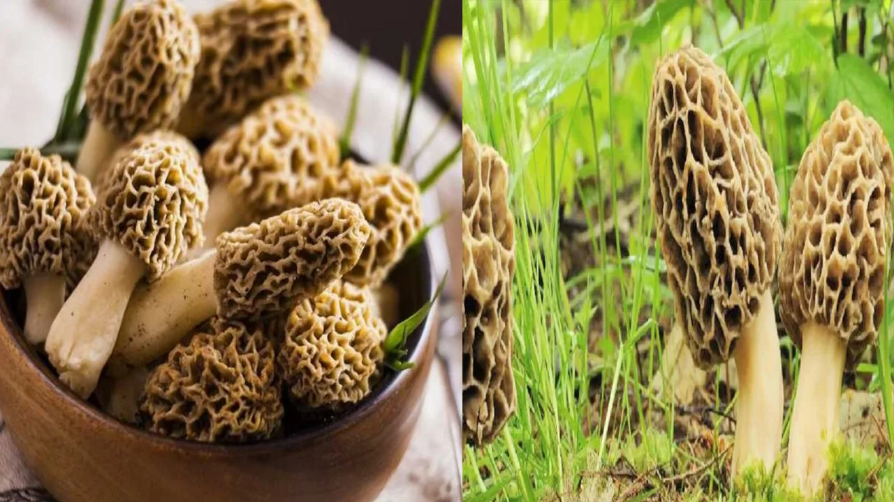 Gucchi Mushroom Business Idea
