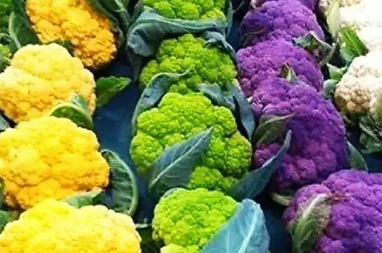 Cauliflower Cultivation