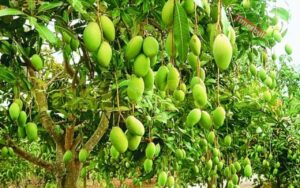 MANGO FARMING NEWS