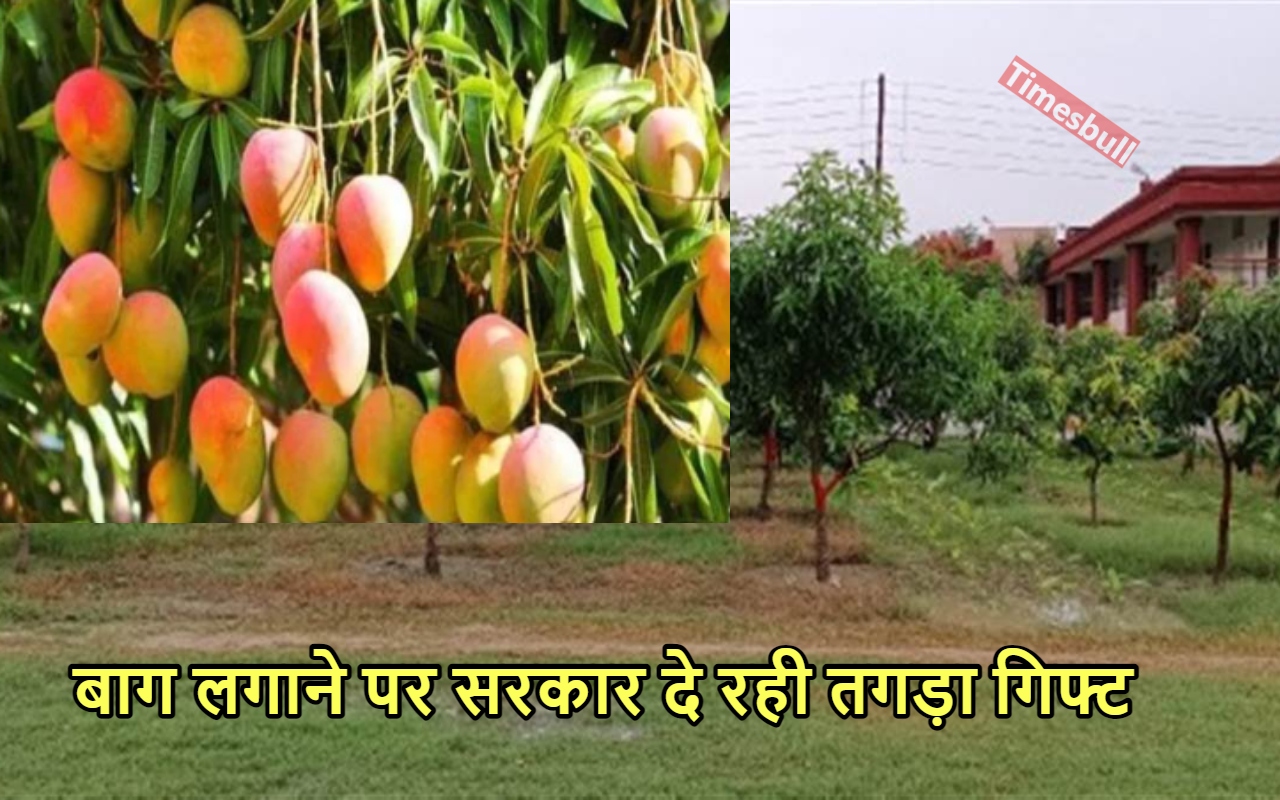 MANGO FARMING