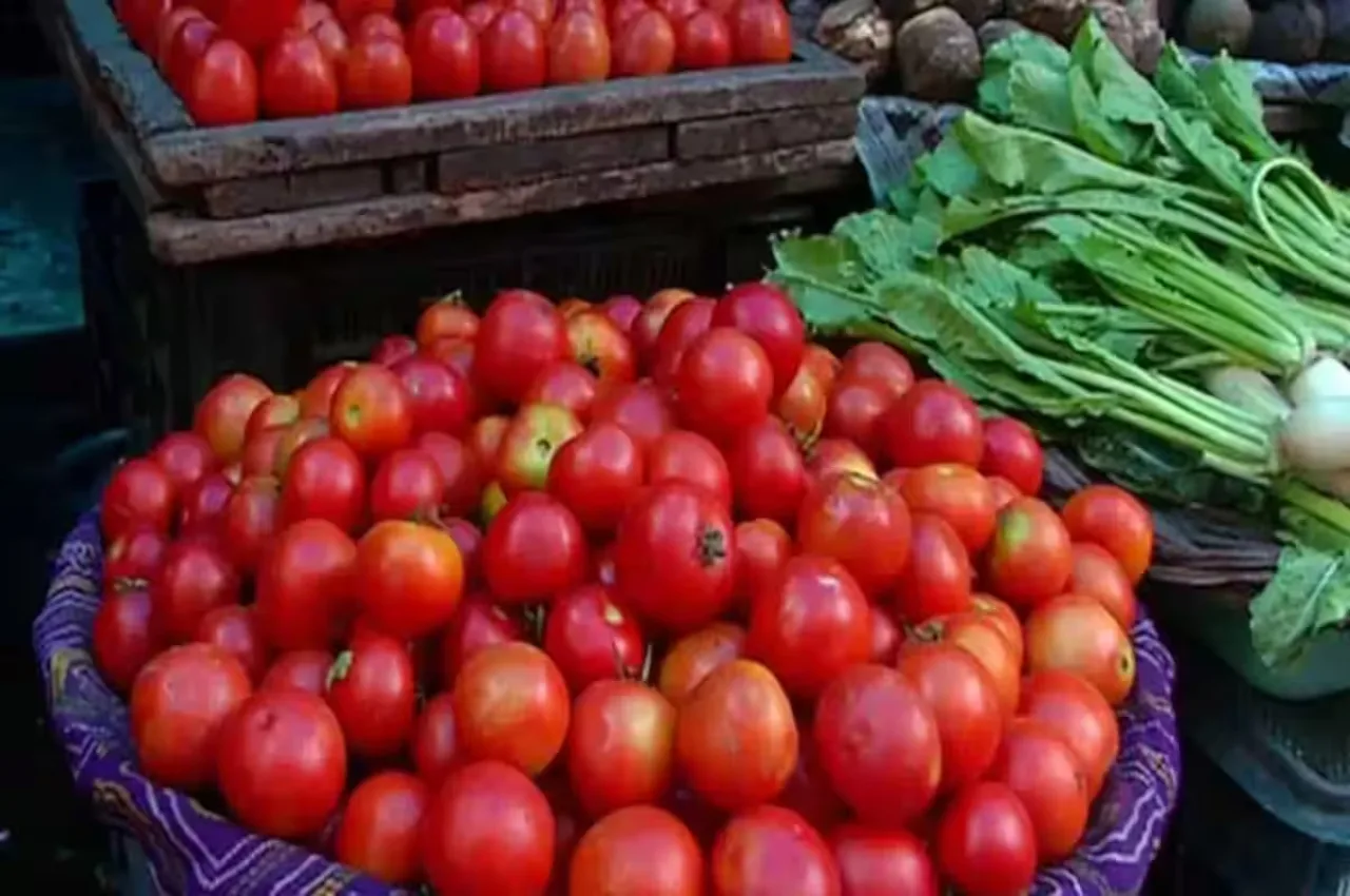 Tomato Price Reduce