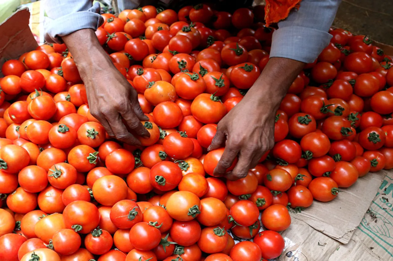 Tomato Price Reduce