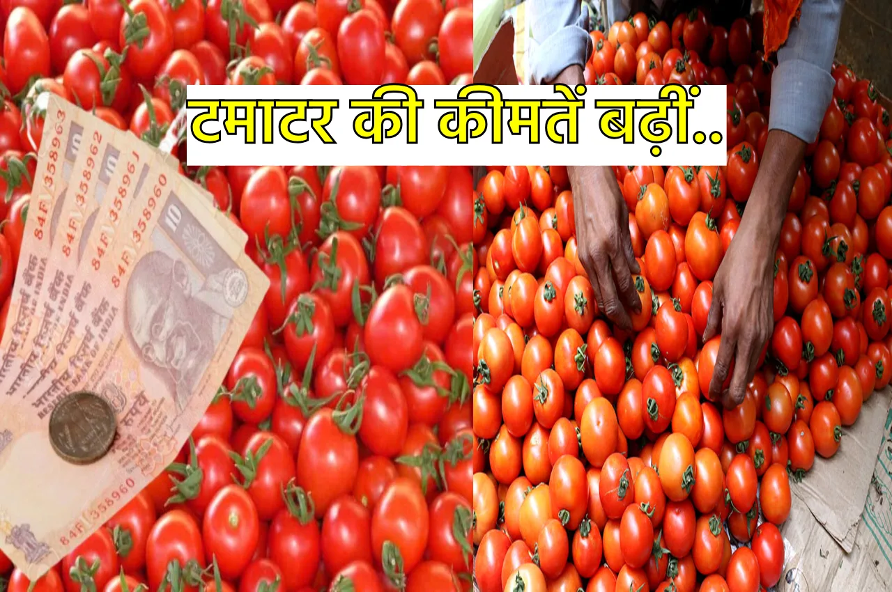 Tomato Prices Increase