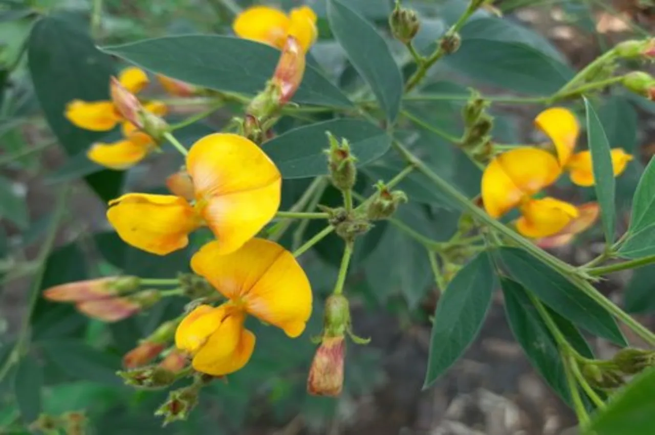 Arhar Cultivation