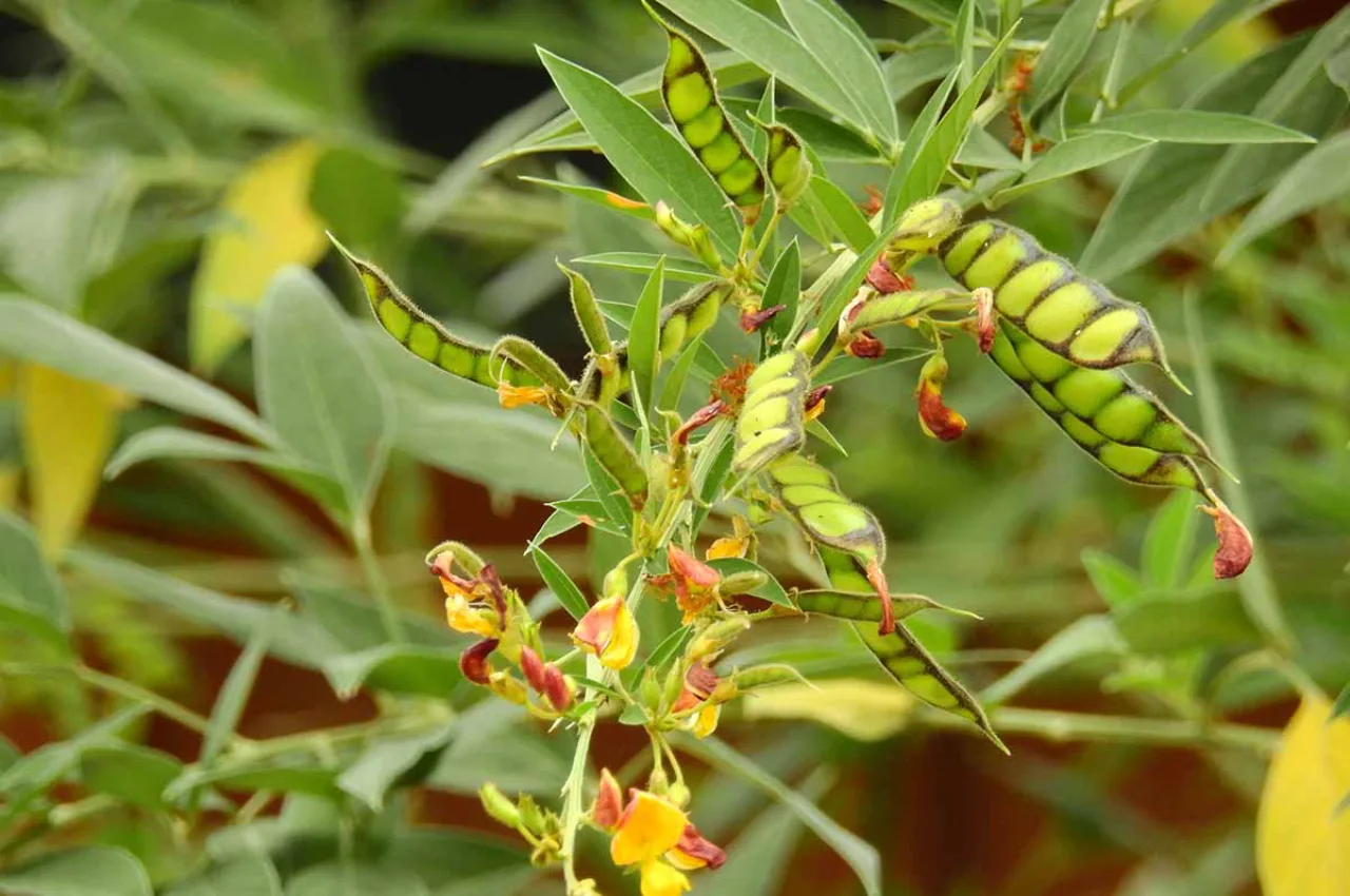 Arhar Cultivation