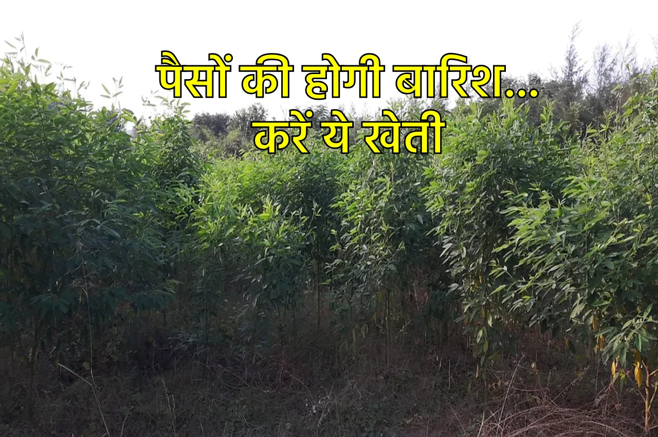 Arhar Cultivation