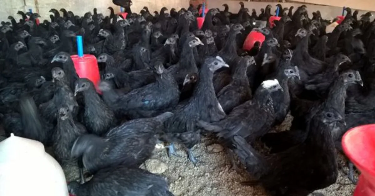 Kadaknath Chicken Business