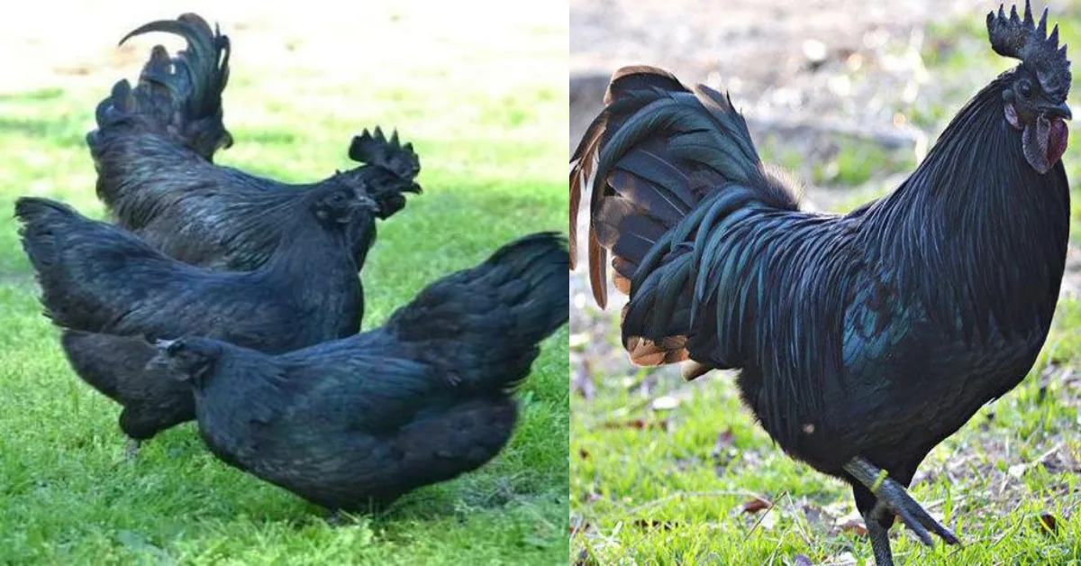 Kadaknath Chicken Business