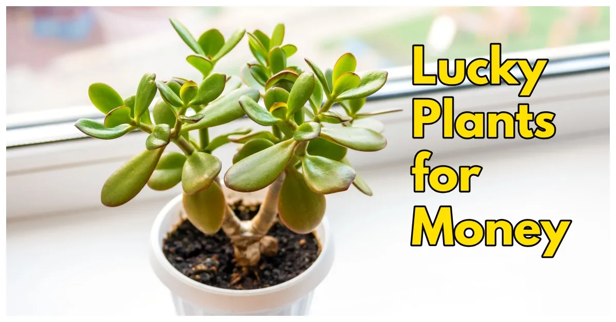 Lucky Plants for Money jpg