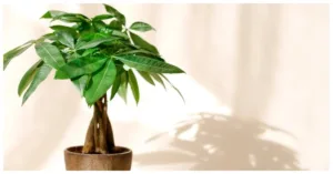 Money Tree Plant