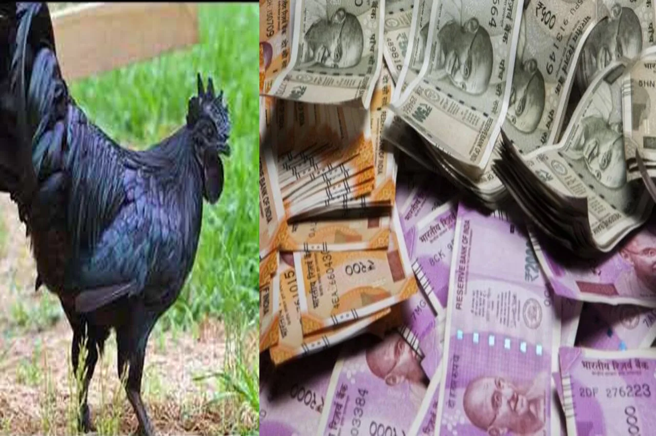 Narmada Nidhi chicken breed