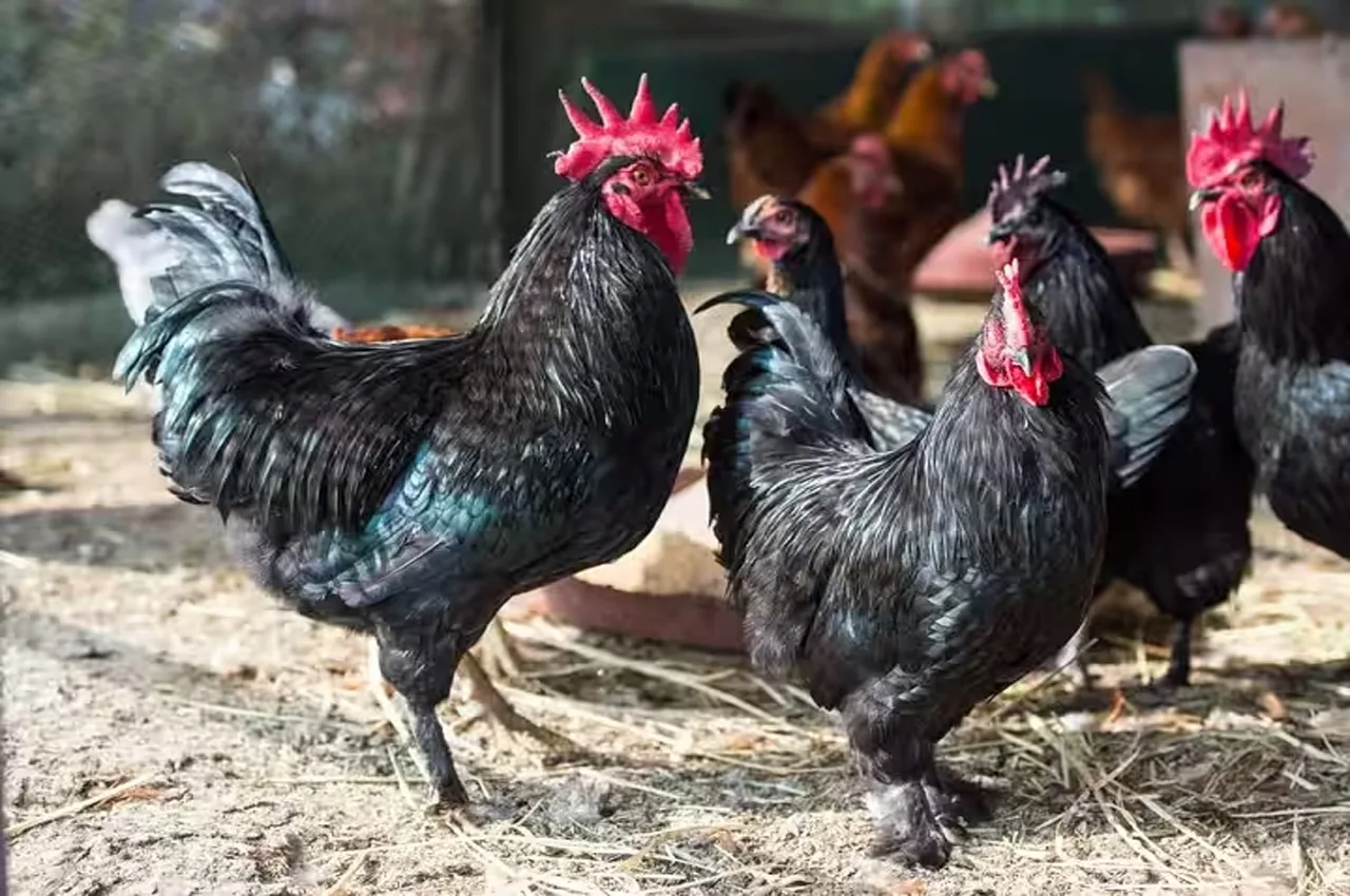 Narmada Nidhi chicken breed benefits updates copy