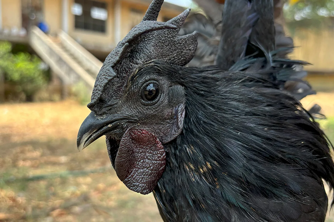 Narmada Nidhi chicken breed jpg