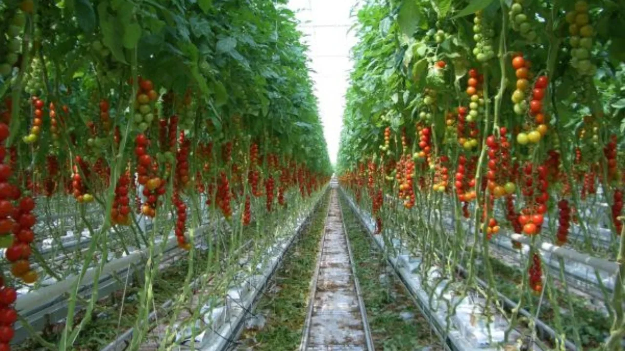 Tomato Farming 2 jpg