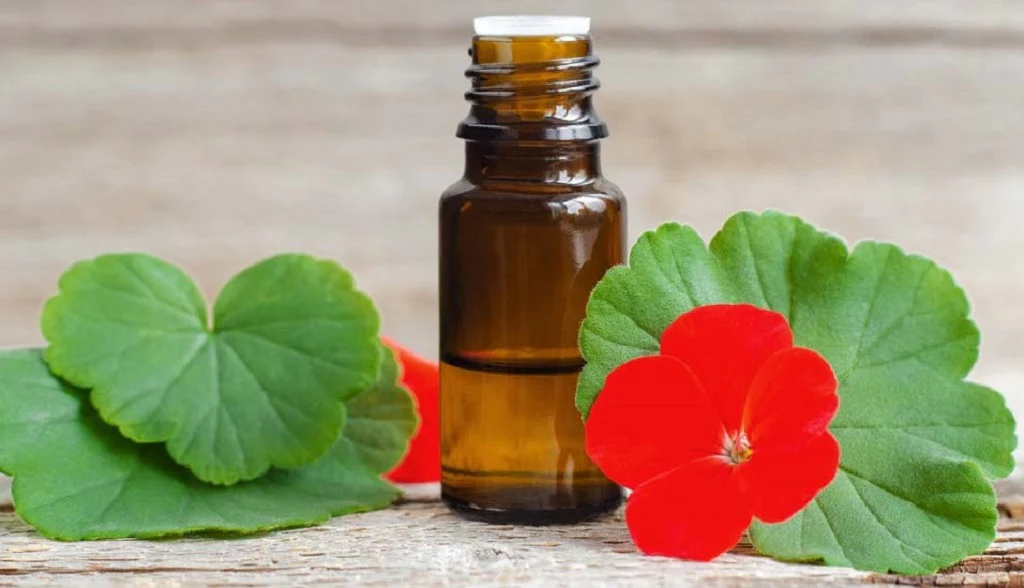 geranium oil benefits