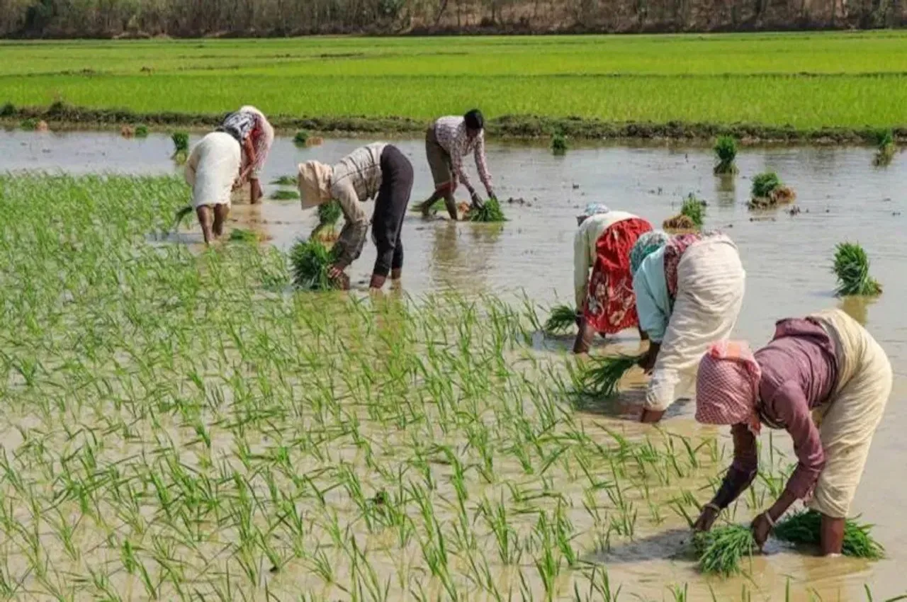 paddy crop 2024