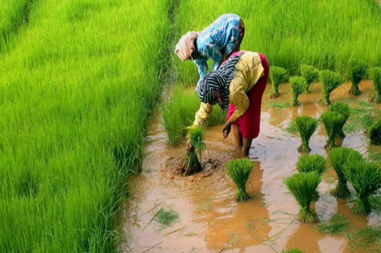 paddy crop