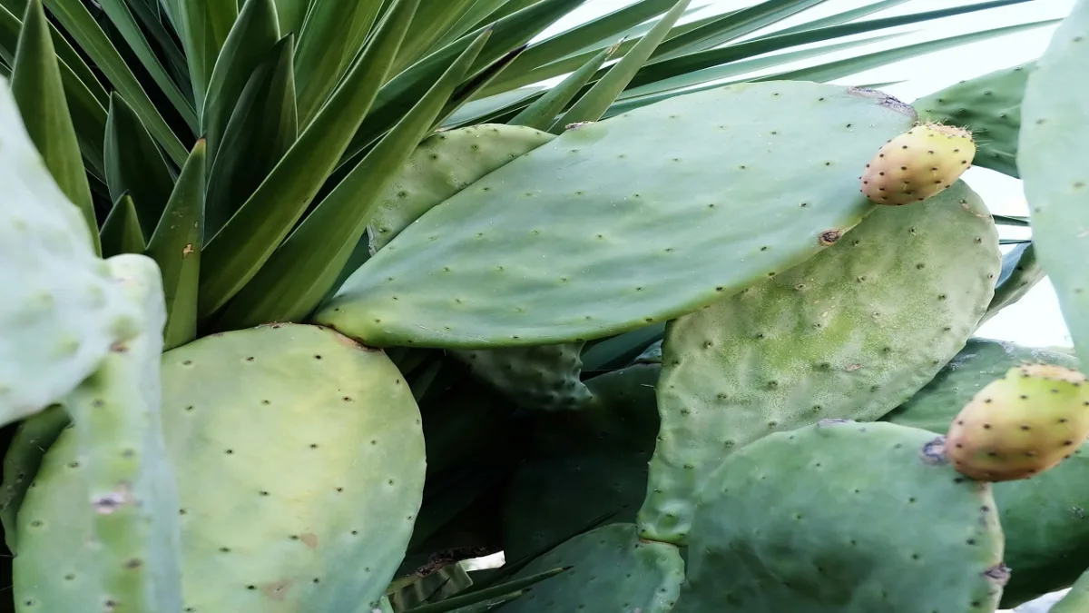 Aloe Vera For sunburn and skin healing