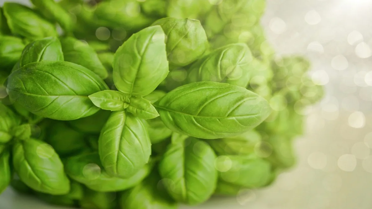 Basil For digestion and inflammation