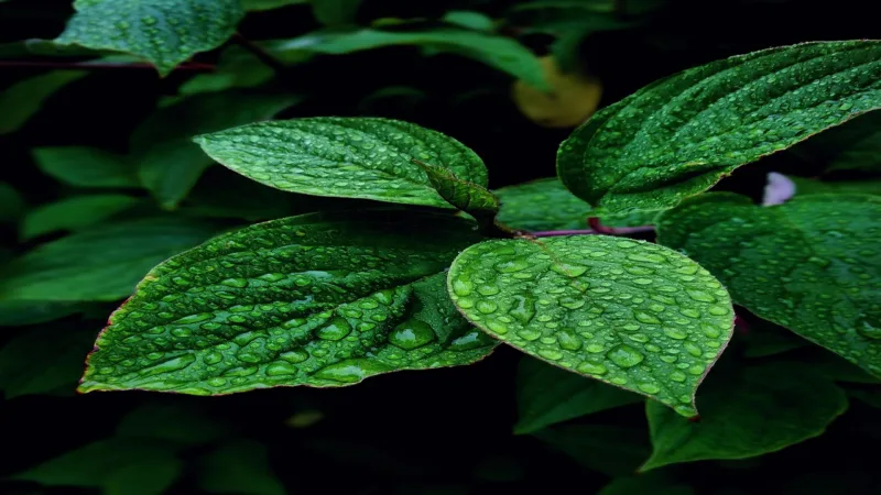 Mint For digestion and breath freshening