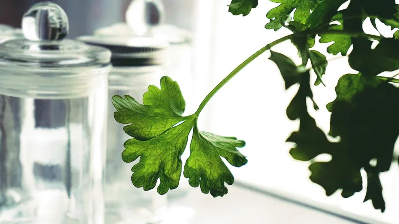 Parsley For digestion and urinary health