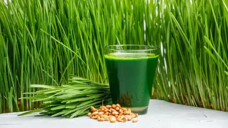 Wheatgrass Debate Superfood Benefits or Short Lived Health Hype