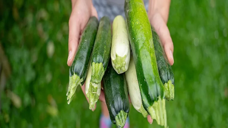 Zucchini recipes versatile healthy and delicious