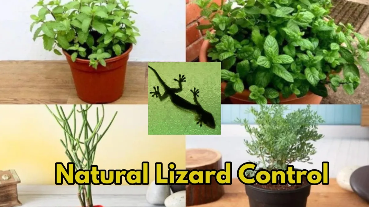 lizard control