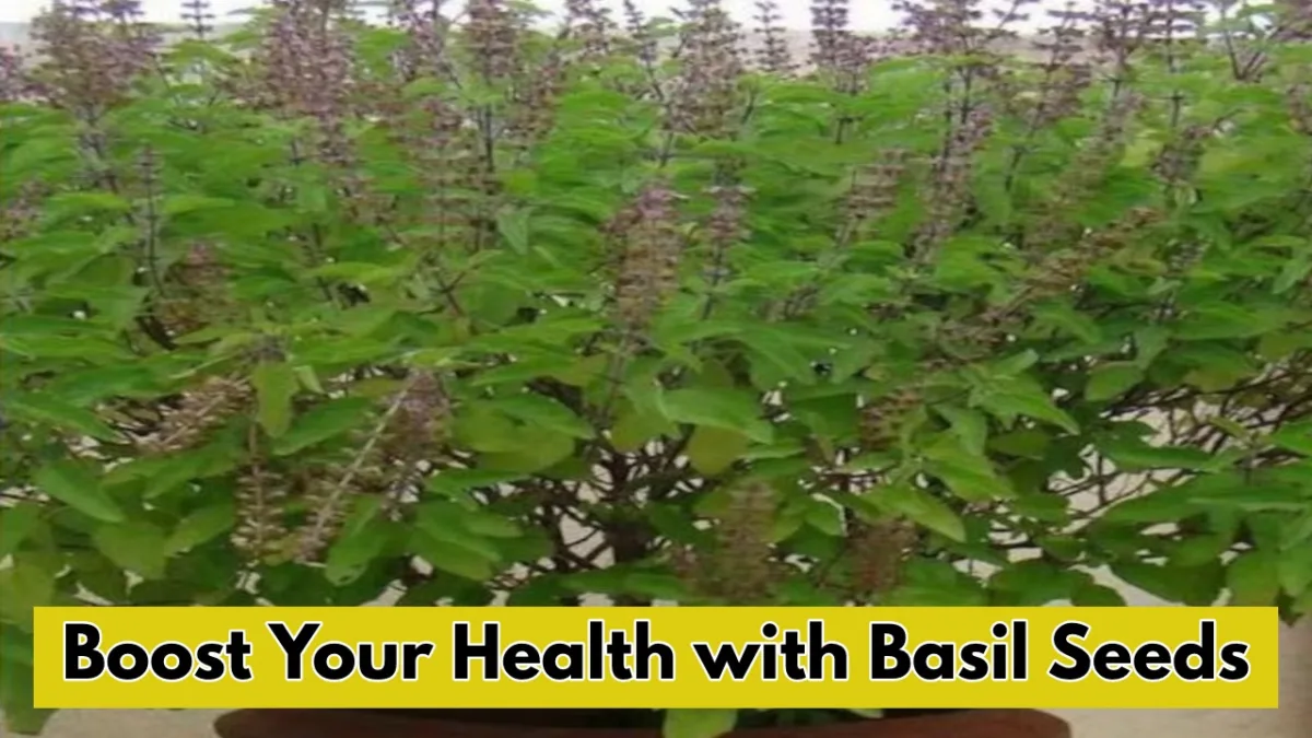 tulsi benifits