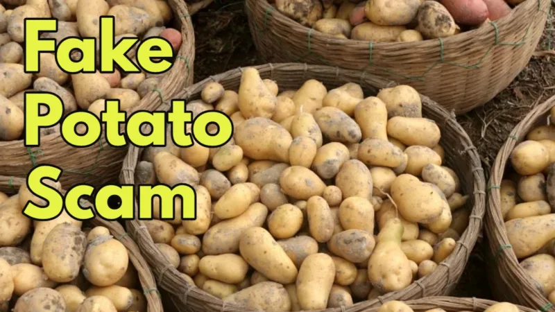 Fake Potato Scam