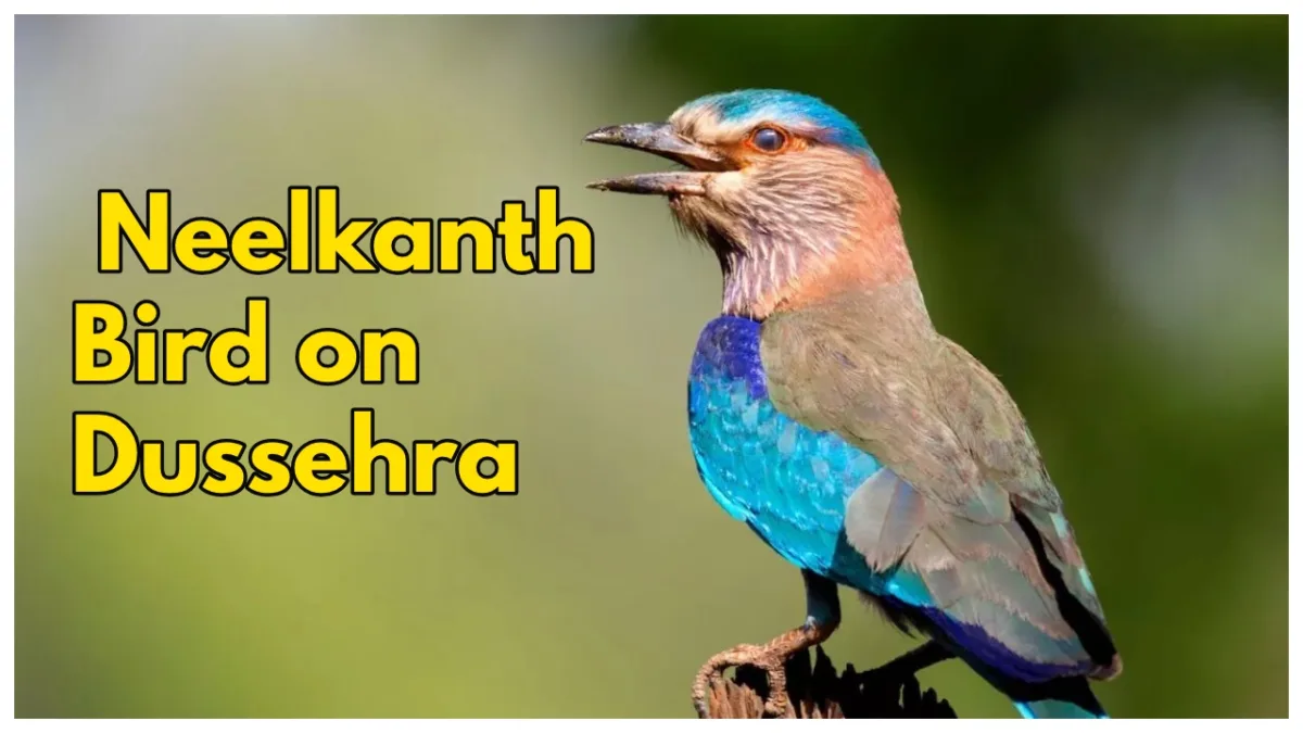 Neelkanth Bird on Dussehra