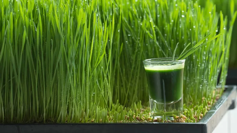 What are the benefits of wheat grass