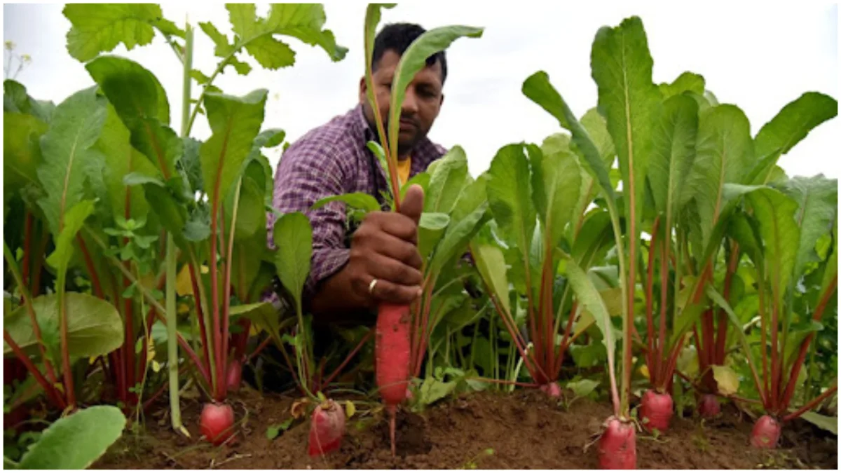 radish farming business idea