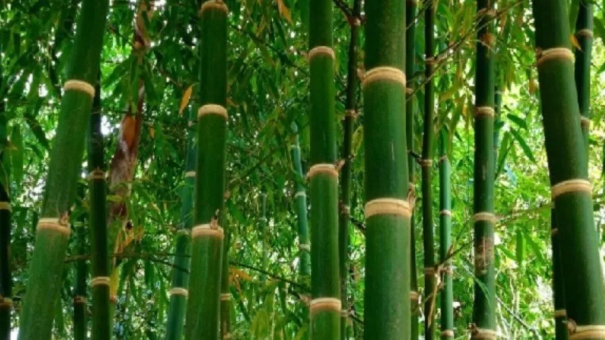 Bamboo Farming