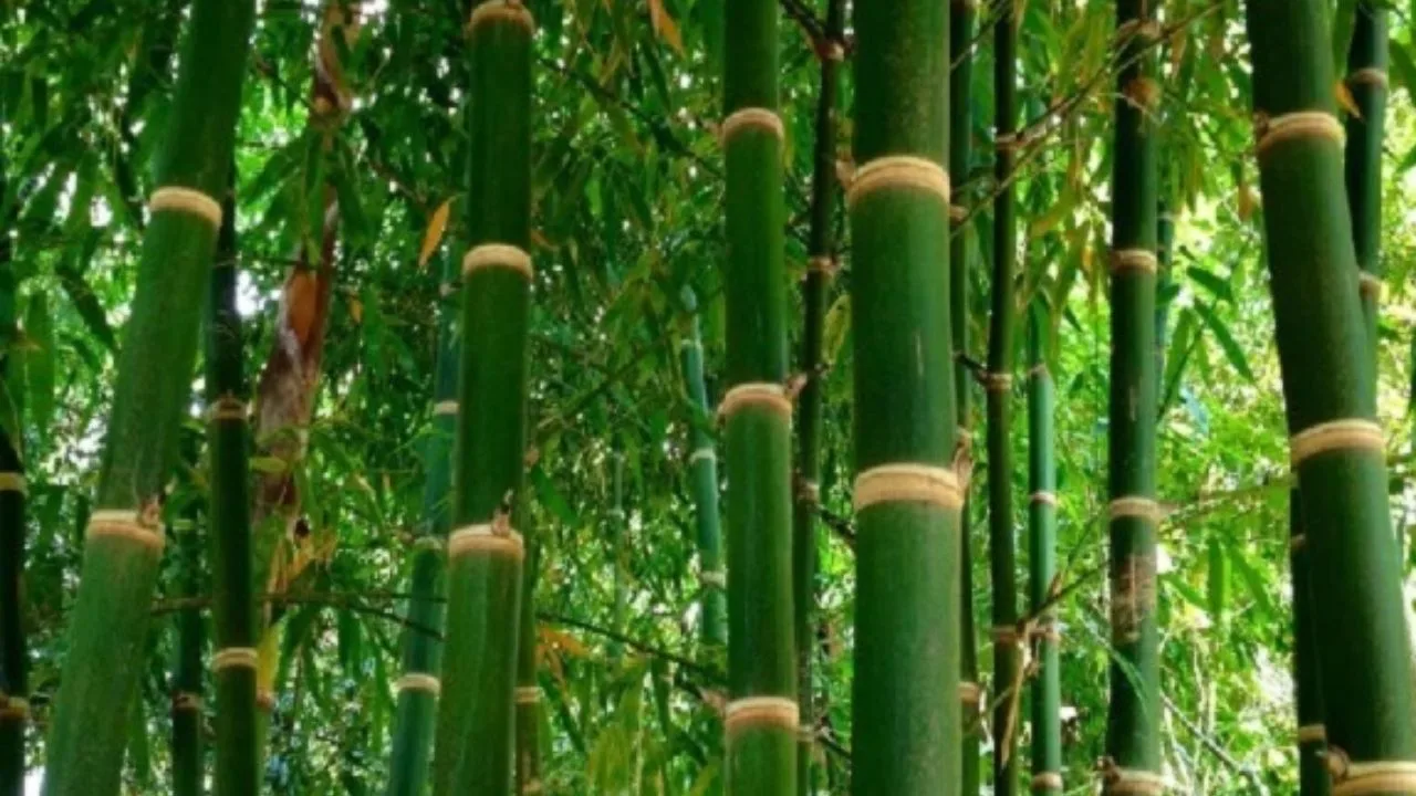 Business Idea: Grow Bamboo on...