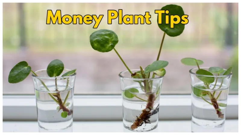 money plants