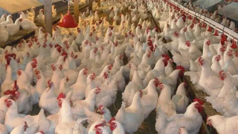 Poultry farming business idea