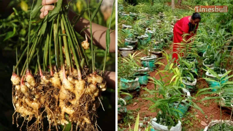 Ginger Farming