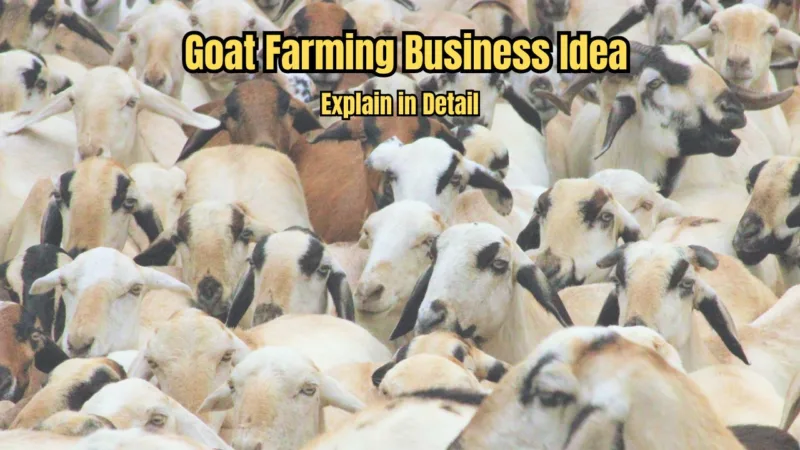 Goat Farming Business Idea