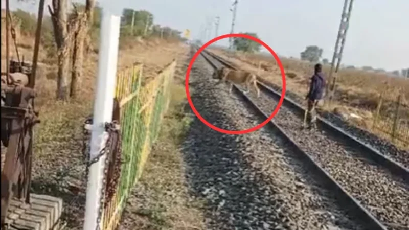 railway track lion