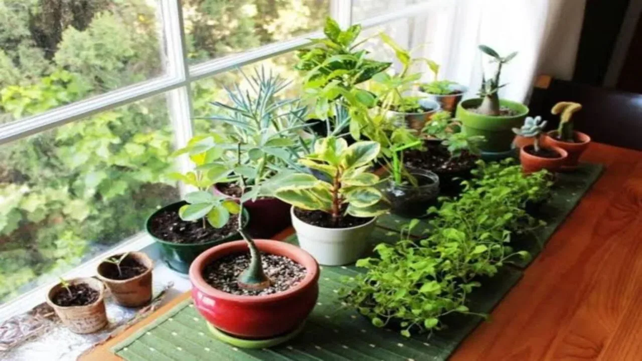 Vastu Tips For Plants: Having These Plants In The House Is Considered 